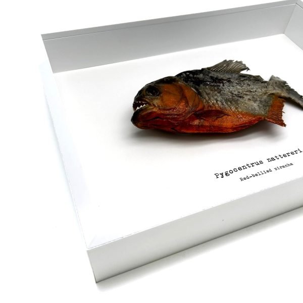 Red Bellied Predator Piranha (Pygocentrus nattereri) Framed Specimen - TaxidermyArtistry