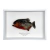 Red Bellied Predator Piranha (Pygocentrus nattereri) Framed Specimen - TaxidermyArtistry