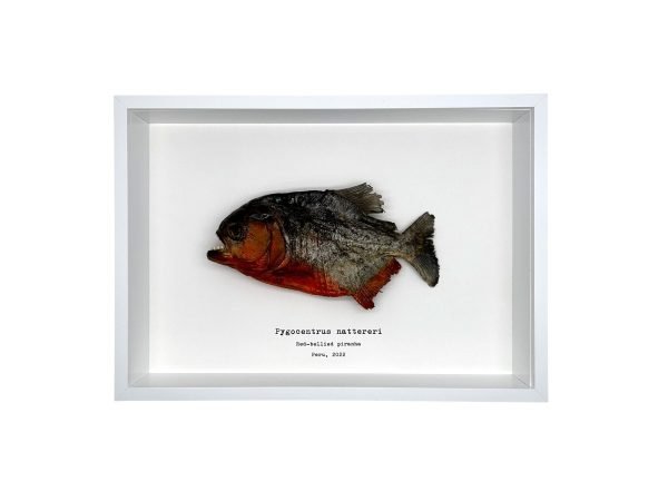 Red Bellied Predator Piranha (Pygocentrus nattereri) Framed Specimen - TaxidermyArtistry
