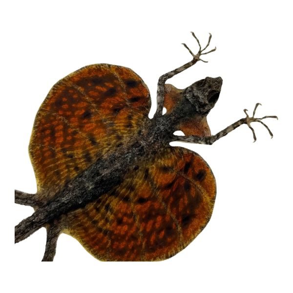 RED Draco Flying Lizard - TaxidermyArtistry RED Draco Flying Lizard - TaxidermyArtistry