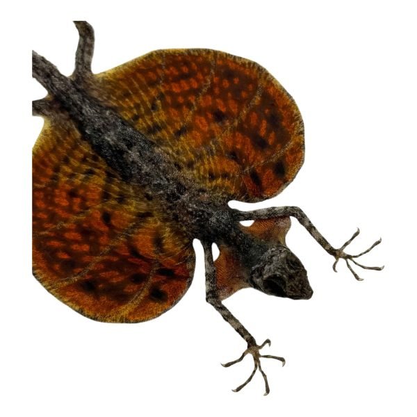 RED Draco Flying Lizard - TaxidermyArtistry RED Draco Flying Lizard - TaxidermyArtistry