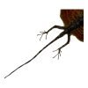 RED Draco Flying Lizard - TaxidermyArtistry RED Draco Flying Lizard - TaxidermyArtistry