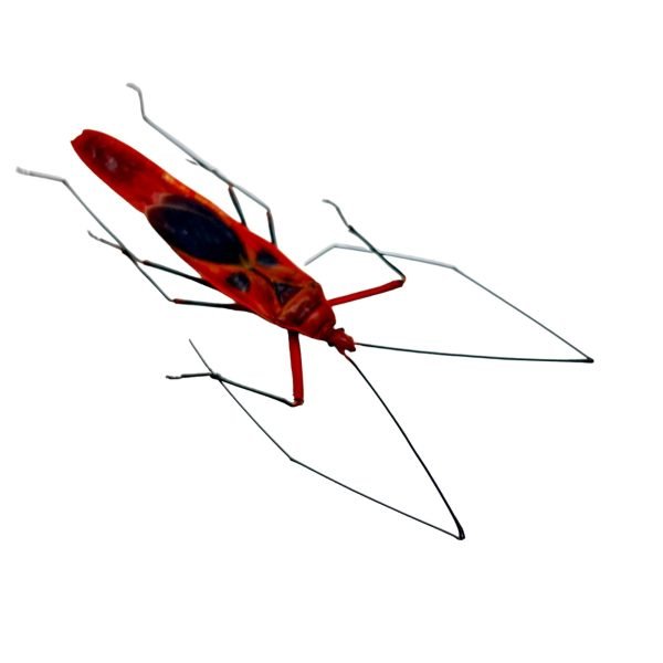 Red Ghoul Face Stink Bug (Lohita grandis) - TaxidermyArtistry Red Ghoul Face Stink Bug (Lohita grandis) - TaxidermyArtistry