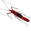 Red Ghoul Face Stink Bug (Lohita grandis) - TaxidermyArtistry Red Ghoul Face Stink Bug (Lohita grandis) - TaxidermyArtistry