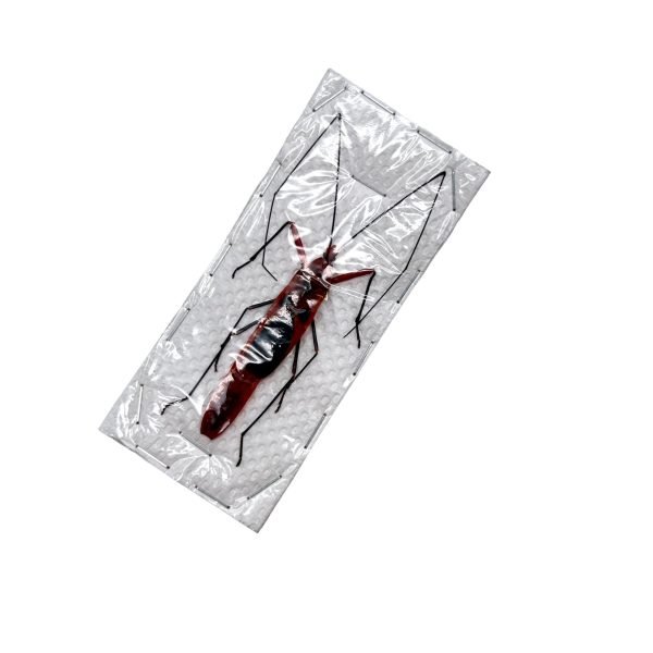 Red Ghoul Face Stink Bug (Lohita grandis) - TaxidermyArtistry Red Ghoul Face Stink Bug (Lohita grandis) - TaxidermyArtistry