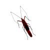Red Ghoul Face Stink Bug (Lohita grandis) - TaxidermyArtistry Red Ghoul Face Stink Bug (Lohita grandis) - TaxidermyArtistry