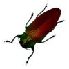Red Green Metallic Jewel Beetle (Belionota sumptuosa) - TaxidermyArtistry