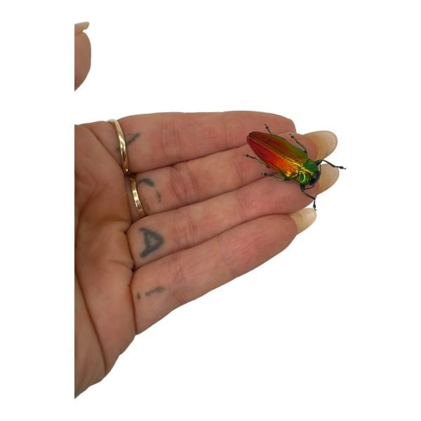 Red Green Metallic Jewel Beetle (Belionota sumptuosa) - TaxidermyArtistry