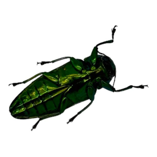 Red Green Metallic Jewel Beetle (Belionota sumptuosa) - TaxidermyArtistry
