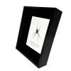 Red-Legged Golden Orb-Weaver Spider Frame (Trichonephila inaurata) - TaxidermyArtistry Red-Legged Golden Orb-Weaver Spider Frame (Trichonephila inaurata) - TaxidermyArtistry