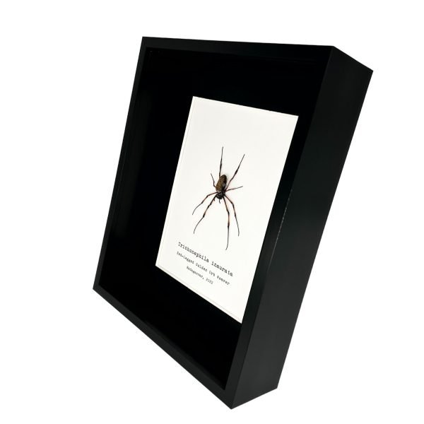 Red-Legged Golden Orb-Weaver Spider Frame (Trichonephila inaurata) - TaxidermyArtistry Red-Legged Golden Orb-Weaver Spider Frame (Trichonephila inaurata) - TaxidermyArtistry
