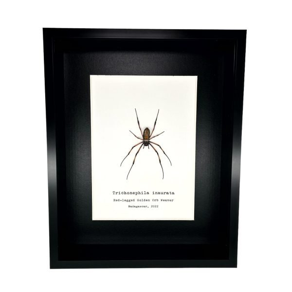 Red-Legged Golden Orb-Weaver Spider Frame (Trichonephila inaurata) - TaxidermyArtistry Red-Legged Golden Orb-Weaver Spider Frame (Trichonephila inaurata) - TaxidermyArtistry