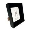 Red-Legged Golden Orb-Weaver Spider Frame (Trichonephila inaurata) - TaxidermyArtistry Red-Legged Golden Orb-Weaver Spider Frame (Trichonephila inaurata) - TaxidermyArtistry