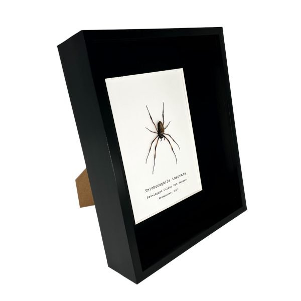 Red-Legged Golden Orb-Weaver Spider Frame (Trichonephila inaurata) - TaxidermyArtistry Red-Legged Golden Orb-Weaver Spider Frame (Trichonephila inaurata) - TaxidermyArtistry
