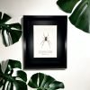 Red-Legged Golden Orb-Weaver Spider Frame (Trichonephila inaurata) - TaxidermyArtistry Red-Legged Golden Orb-Weaver Spider Frame (Trichonephila inaurata) - TaxidermyArtistry
