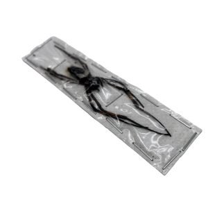 Red-Legged Golden Orb-Weaver (Trichonephila inaurata) - TaxidermyArtistry Red-Legged Golden Orb-Weaver (Trichonephila inaurata) - TaxidermyArtistry