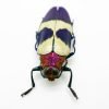 Red Speckled Jewel Beetle (Chrysochroa buqueti rugicollis) Insect - TaxidermyArtistry