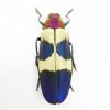 Red Speckled Jewel Beetle (Chrysochroa buqueti rugicollis) Insect - TaxidermyArtistry