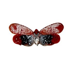 Red Spotted Lantern Fly (Aphaena submaculata) - TaxidermyArtistry
