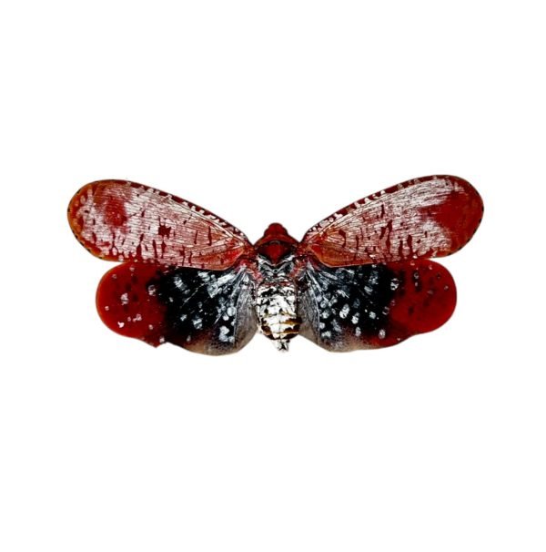 Red Spotted Lantern Fly (Aphaena submaculata) - TaxidermyArtistry