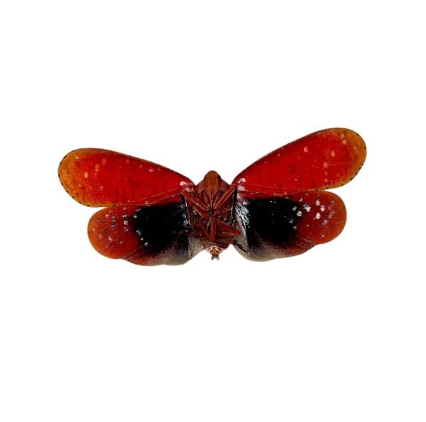 Red Spotted Lantern Fly (Aphaena submaculata) - TaxidermyArtistry