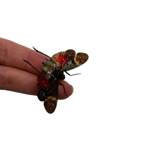 Red Spotted Lantern Fly (Pethicodes farinosa aeruginea) - TaxidermyArtistry