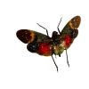 Red Spotted Lantern Fly (Pethicodes farinosa aeruginea) - TaxidermyArtistry