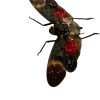 Red Spotted Lantern Fly (Pethicodes farinosa aeruginea) - TaxidermyArtistry