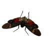 Red Spotted Lantern Fly (Pethicodes farinosa aeruginea) - TaxidermyArtistry