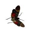 Red Spotted Lantern Fly (Pethicodes farinosa aeruginea) - TaxidermyArtistry