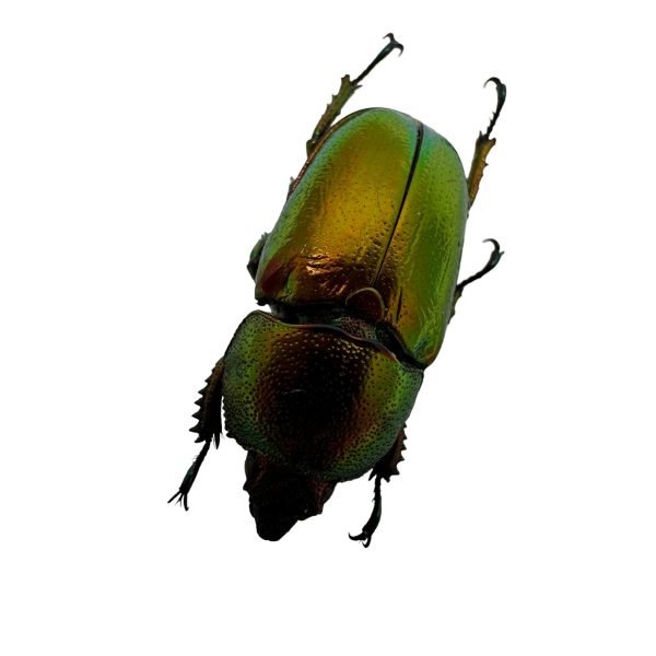 Saw Tooth Green Stag Beetle (lamprima adolphinae) (FEMALE) - TaxidermyArtistry Saw Tooth Green Stag Beetle (lamprima adolphinae) (FEMALE) - TaxidermyArtistry