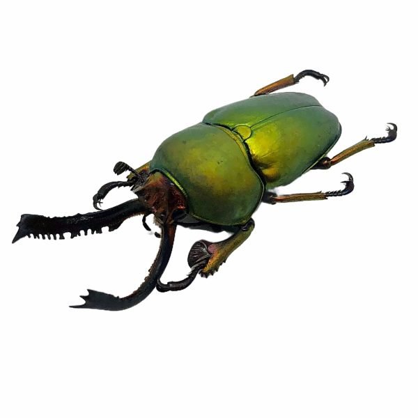 Saw Tooth Green Stag Beetle (lamprima adolphinae) (MALE) - TaxidermyArtistry