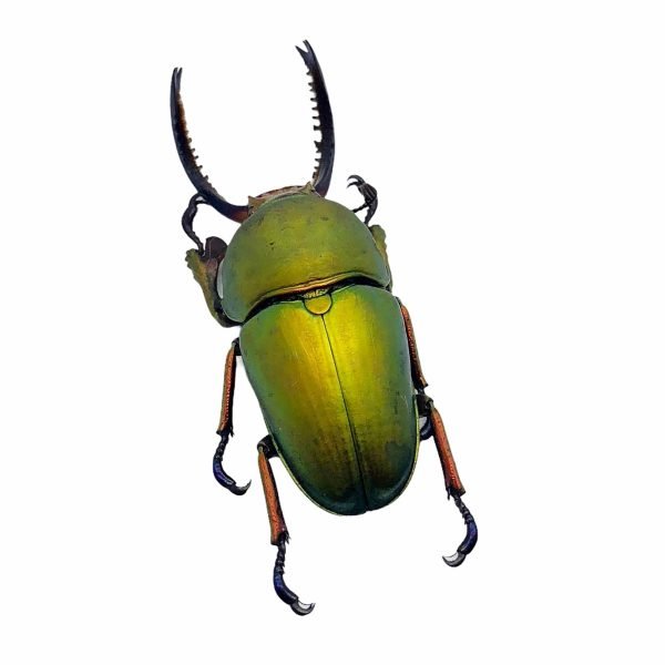 Saw Tooth Green Stag Beetle (lamprima adolphinae) (MALE) - TaxidermyArtistry