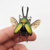 Saw Tooth Green Stag Beetle (lamprima adolphinae) (SPREAD) (LARGE) - TaxidermyArtistry