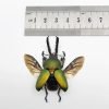 Saw Tooth Green Stag Beetle (lamprima adolphinae) (SPREAD) (LARGE) - TaxidermyArtistry