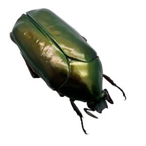 Scarab Flowerbeetle (Agestrata orichalca) - TaxidermyArtistry
