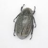 Scarab Stag Beetle (Melolonthinae sp 02) - TaxidermyArtistry Scarab Stag Beetle (Melolonthinae sp 02) - TaxidermyArtistry