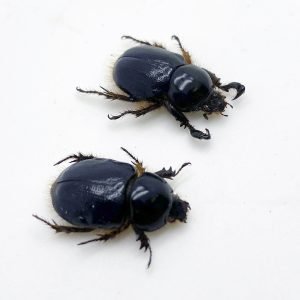 Scarabs Beetle (peltonotus morio) (PAIR) - TaxidermyArtistry Scarabs Beetle (peltonotus morio) (PAIR) - TaxidermyArtistry