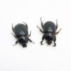 Scarabs Beetle (peltonotus morio) (PAIR) - TaxidermyArtistry