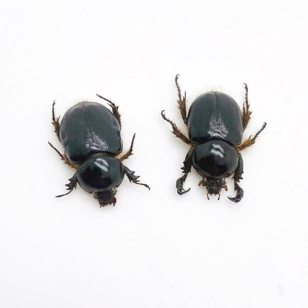Scarabs Beetle (peltonotus morio) (PAIR) - TaxidermyArtistry