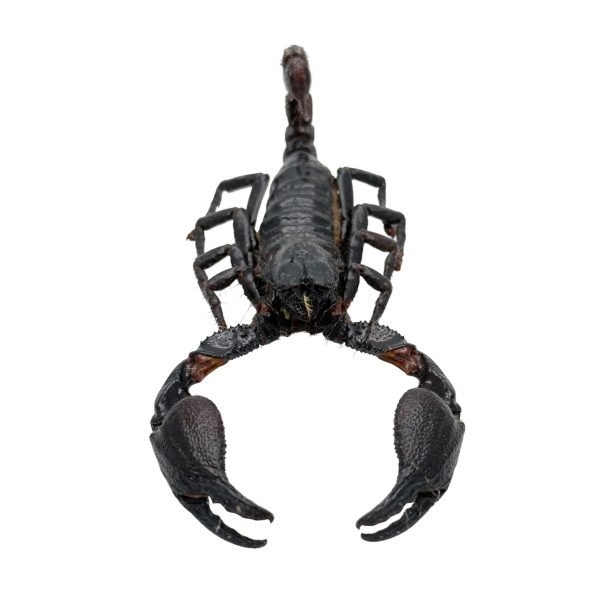 Scorpion Heterometrus Cyaneus (Tail Up) - TaxidermyArtistry Scorpion Heterometrus Cyaneus (Tail Up) - TaxidermyArtistry