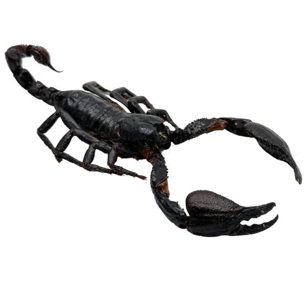 Scorpion Heterometrus Cyaneus (Tail Up) - TaxidermyArtistry Scorpion Heterometrus Cyaneus (Tail Up) - TaxidermyArtistry