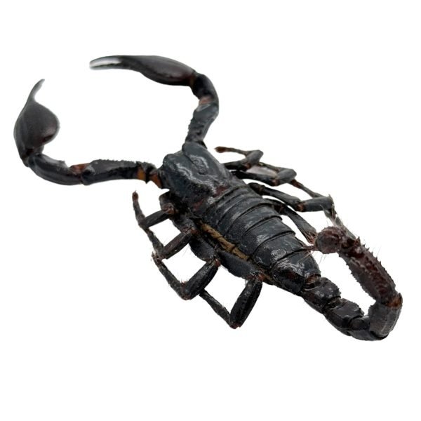Scorpion Heterometrus Cyaneus (Tail Up) - TaxidermyArtistry Scorpion Heterometrus Cyaneus (Tail Up) - TaxidermyArtistry