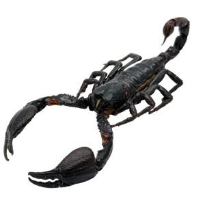 Scorpion Heterometrus Cyaneus (Tail Up) - TaxidermyArtistry