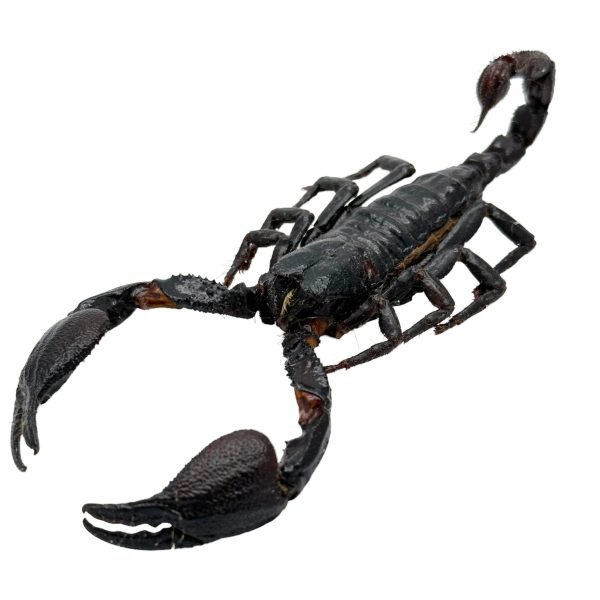 Scorpion Heterometrus Cyaneus (Tail Up) - TaxidermyArtistry Scorpion Heterometrus Cyaneus (Tail Up) - TaxidermyArtistry