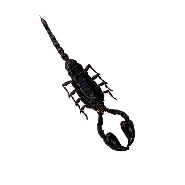 Scorpion (Heterometrus Laoticus) - TaxidermyArtistry