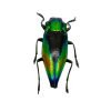 Shiny Green Jewel Beetle Cyphogastra calepyga - TaxidermyArtistry Shiny Green Jewel Beetle Cyphogastra calepyga - TaxidermyArtistry