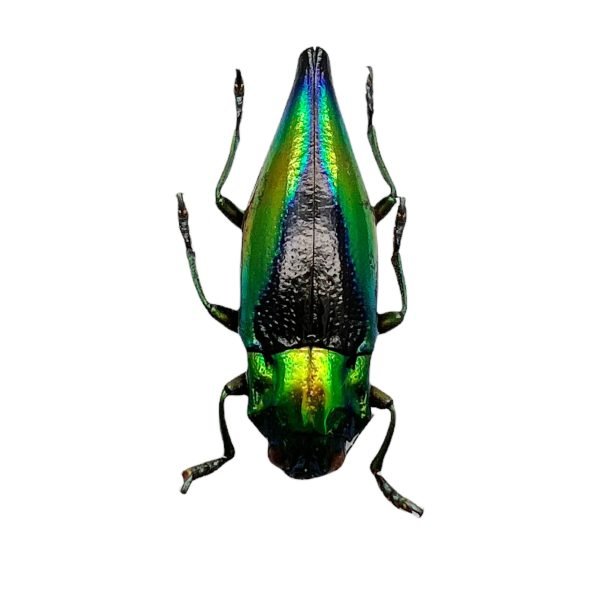 Shiny Green Jewel Beetle Cyphogastra calepyga - TaxidermyArtistry Shiny Green Jewel Beetle Cyphogastra calepyga - TaxidermyArtistry
