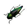 Shiny Green Jewel Beetle Cyphogastra calepyga - TaxidermyArtistry Shiny Green Jewel Beetle Cyphogastra calepyga - TaxidermyArtistry