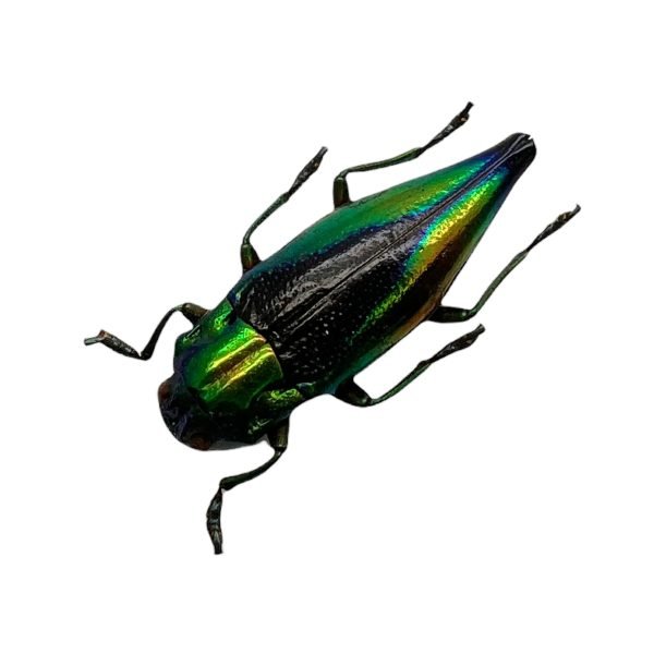 Shiny Green Jewel Beetle Cyphogastra calepyga - TaxidermyArtistry Shiny Green Jewel Beetle Cyphogastra calepyga - TaxidermyArtistry